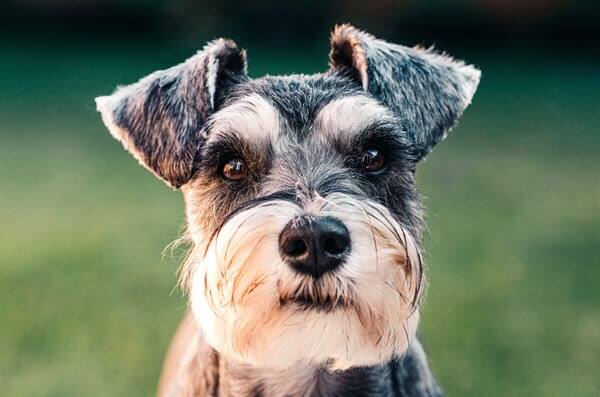 Picture of a dog sitting on the lawn.